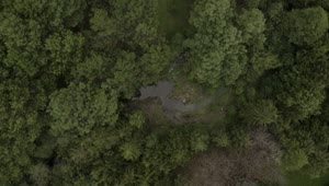 Stock Video Flying Over The Trees Of A Forest With A Small Live Wallpaper For PC