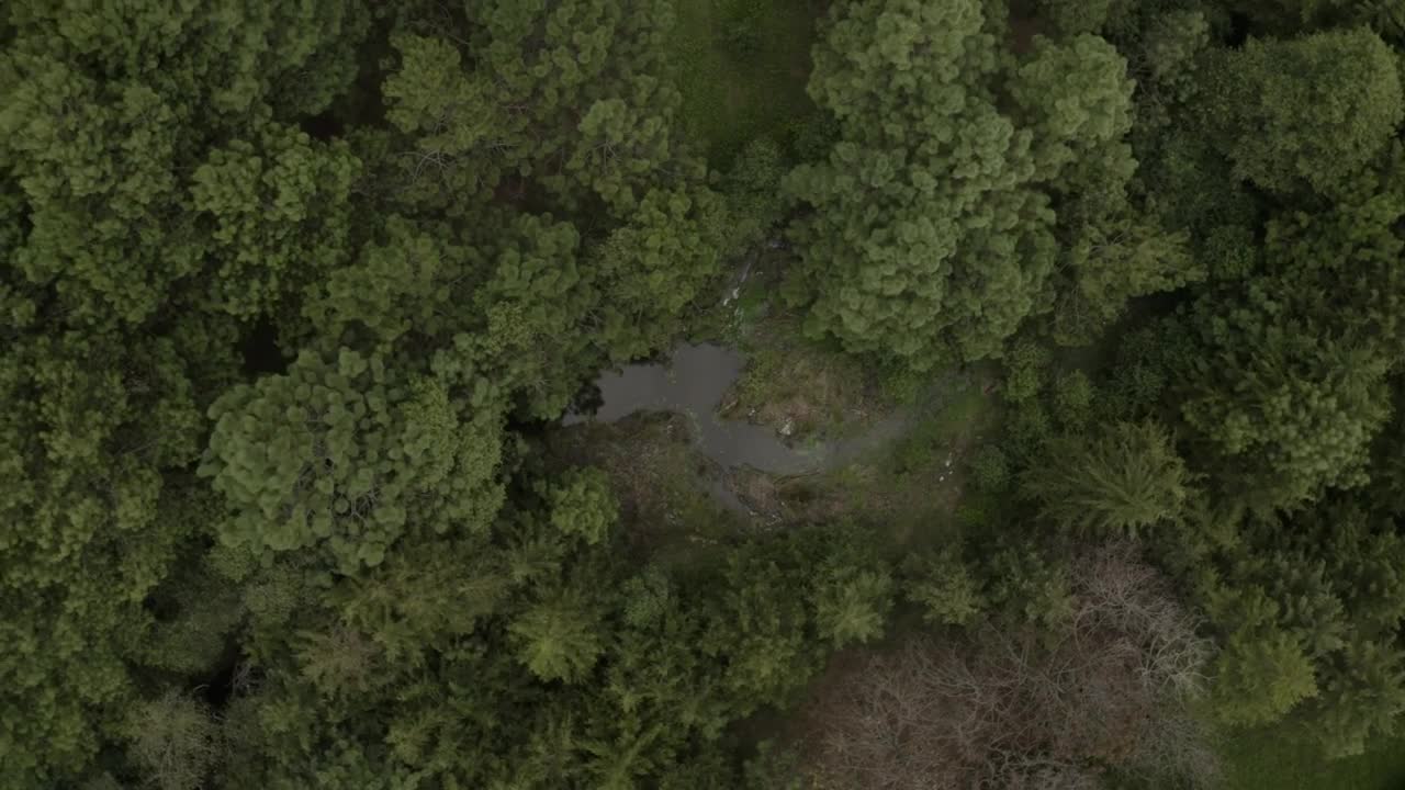 Download Stock Video Flying Over The Trees Of A Forest With A Small Live Wallpaper For PC