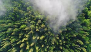 Stock Video Flying Over The Clouds That Cover A Pine Forest Live Wallpaper For PC