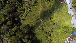 Stock Video Flying Over Rice Fields Live Wallpaper For PC