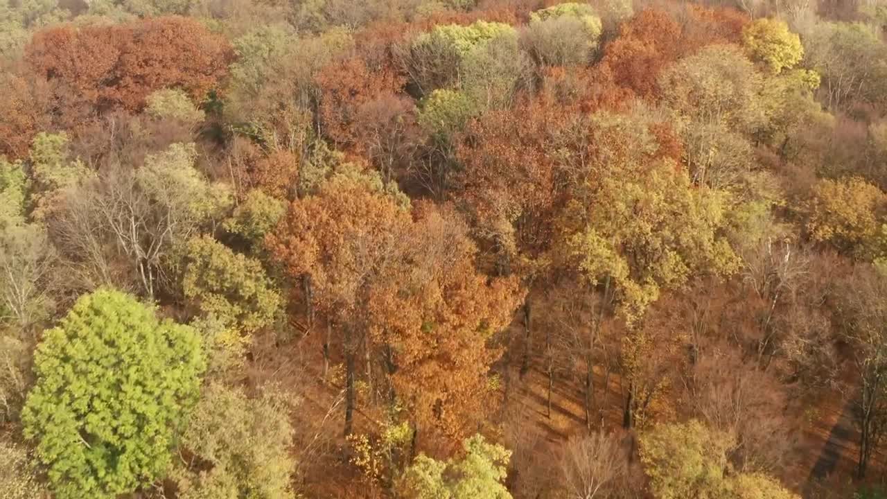 Download Stock Video Flying Over An Autumn Forest Live Wallpaper For PC