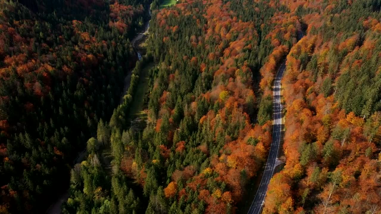 Download Stock Video Flying Over An Autumn Forest And A Empty Road Live Wallpaper For PC
