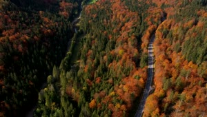 Stock Video Flying Over An Autumn Forest And A Empty Road Live Wallpaper For PC