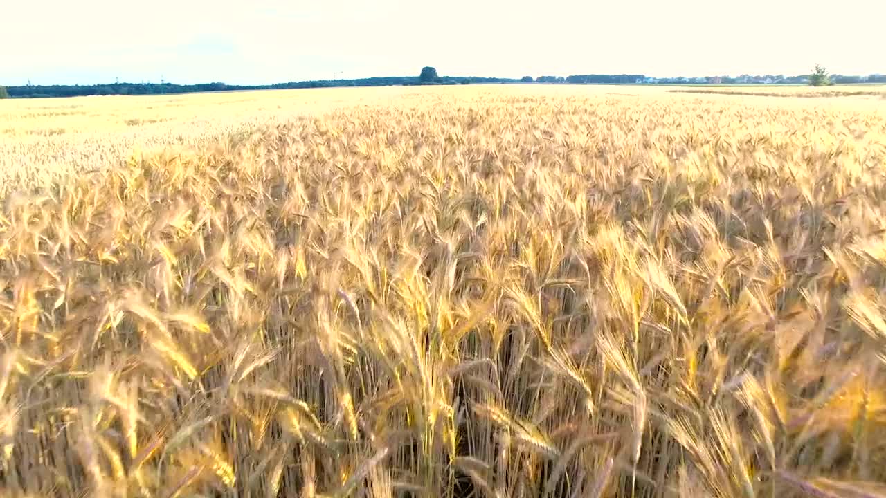 Download Stock Video Flying Over A Wheat Field Live Wallpaper For PC