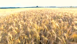 Stock Video Flying Over A Wheat Field Live Wallpaper For PC