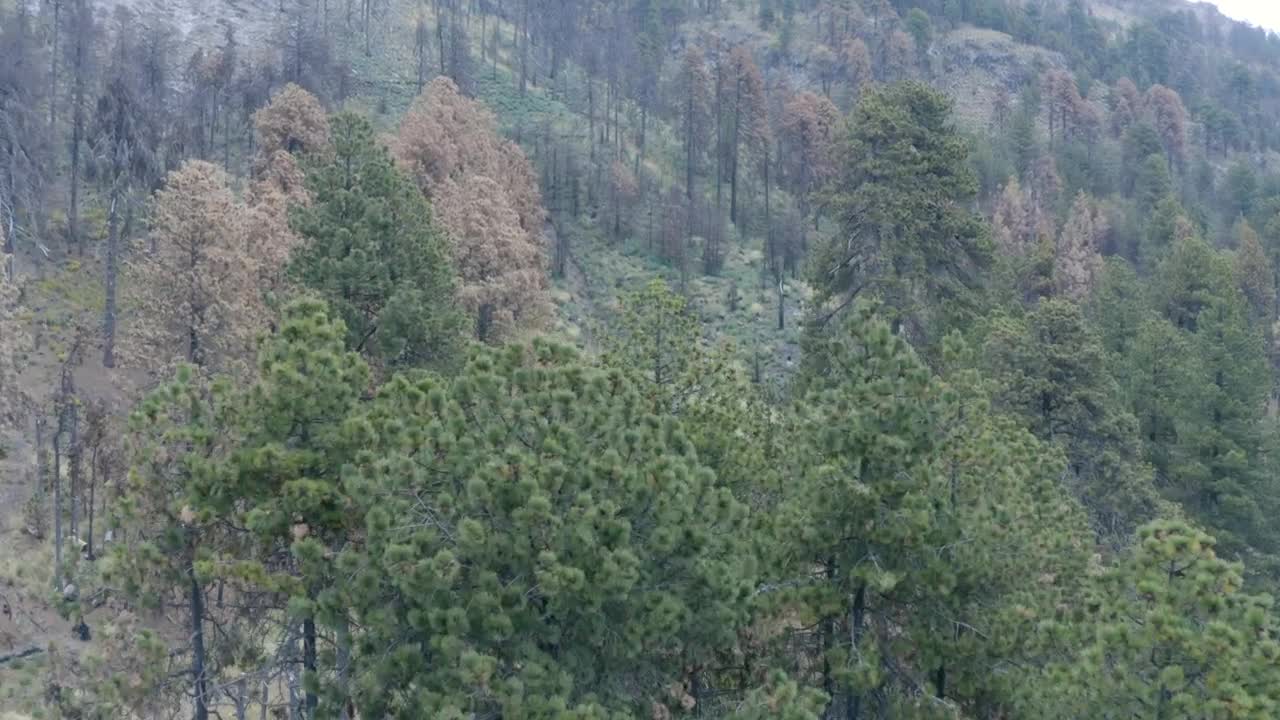 Download Stock Video Flying Over A Temperate Forest Live Wallpaper For PC