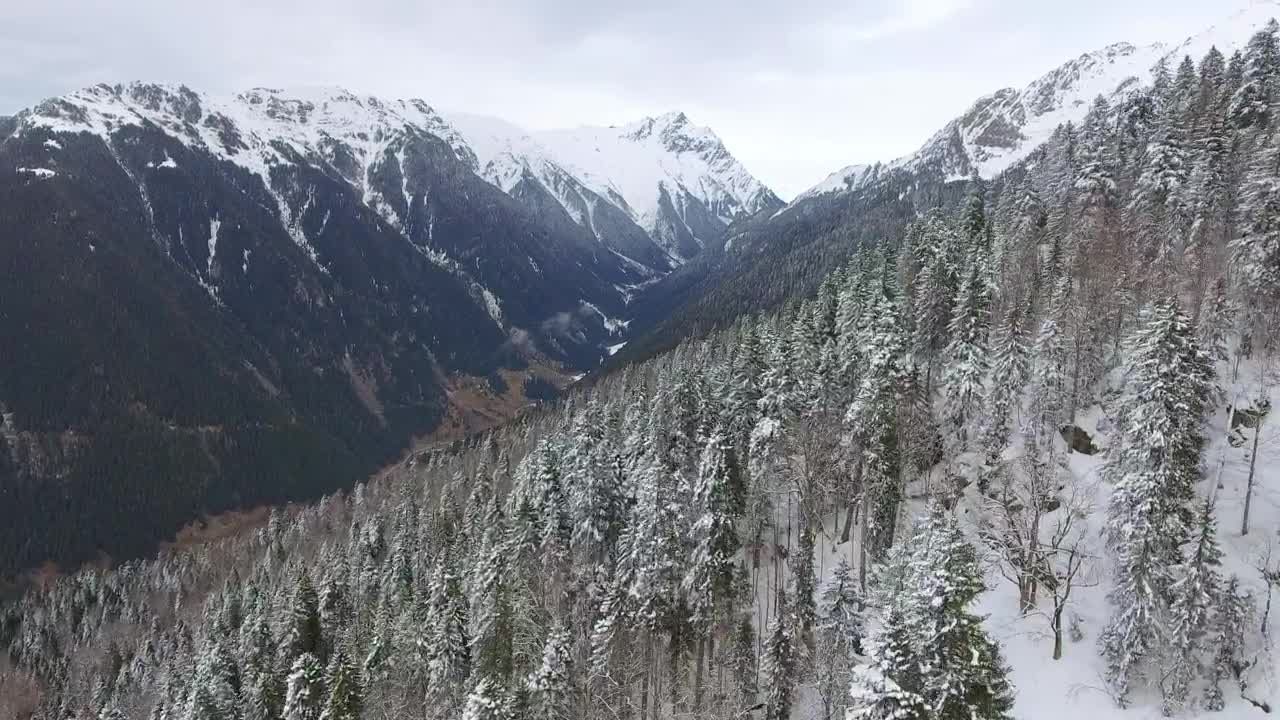 Download Stock Video Flying Over A Snowy Forest In The Mountains Live Wallpaper For PC