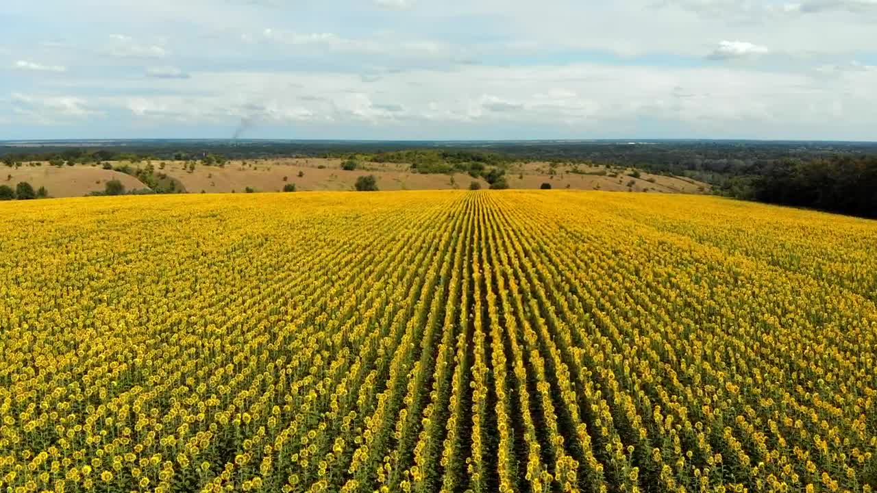 Download Stock Video Flying Over A Large Sunflower Field Live Wallpaper For PC