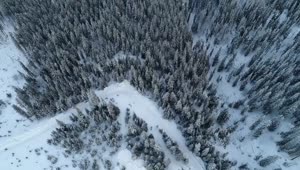 Stock Video Flying Over A Huge Winter Forest Full Of Pines Live Wallpaper For PC