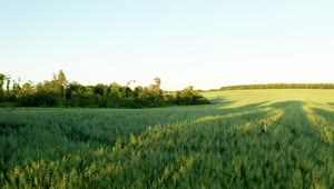 Stock Video Flying Over A Green Wheat Field Live Wallpaper For PC
