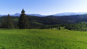 Stock Video Flying Over A Green Meadow And Forest Live Wallpaper For PC