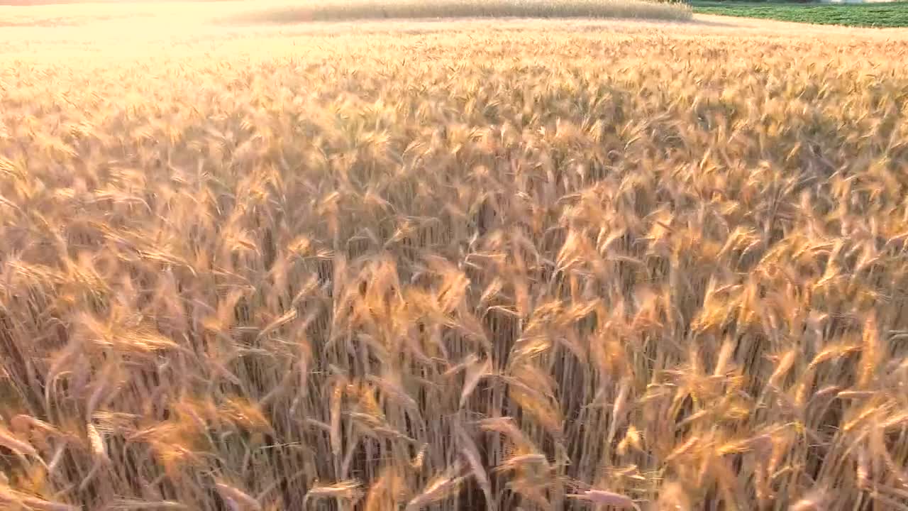Download Stock Video Flying Over A Golden Wheat Field Live Wallpaper For PC