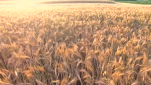 Stock Video Flying Over A Golden Wheat Field Live Wallpaper For PC