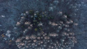 Stock Video Flying Over A Frozen Forest Live Wallpaper For PC