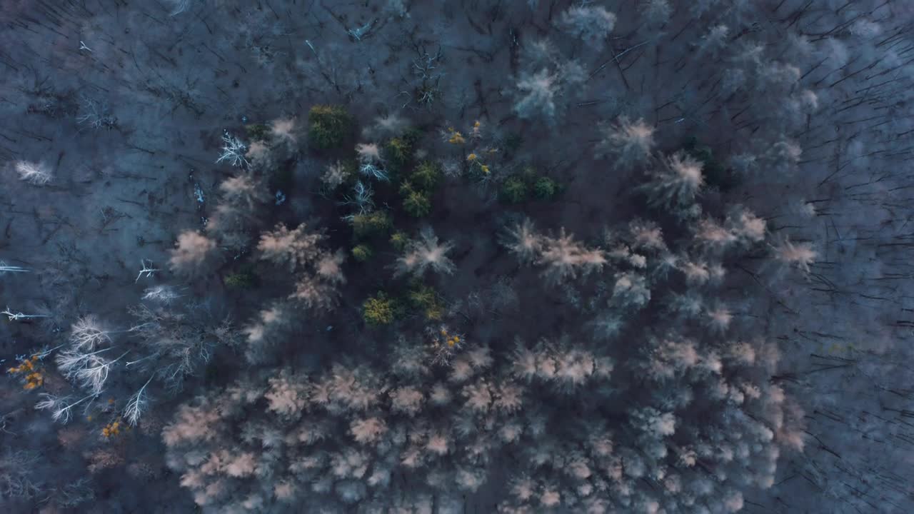 Download Stock Video Flying Over A Frozen Forest Live Wallpaper For PC