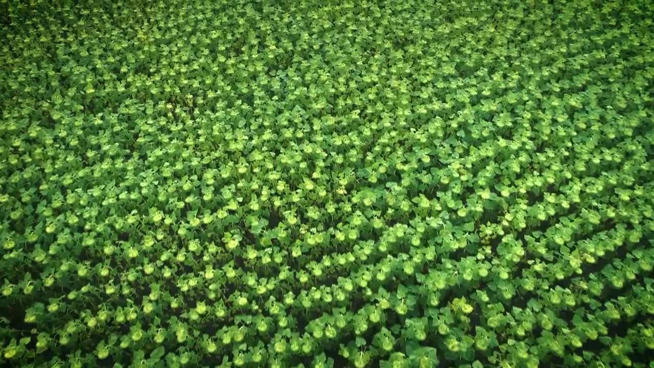 Download Stock Video Flying Over A Field Full Of Sunflowers Live Wallpaper For PC