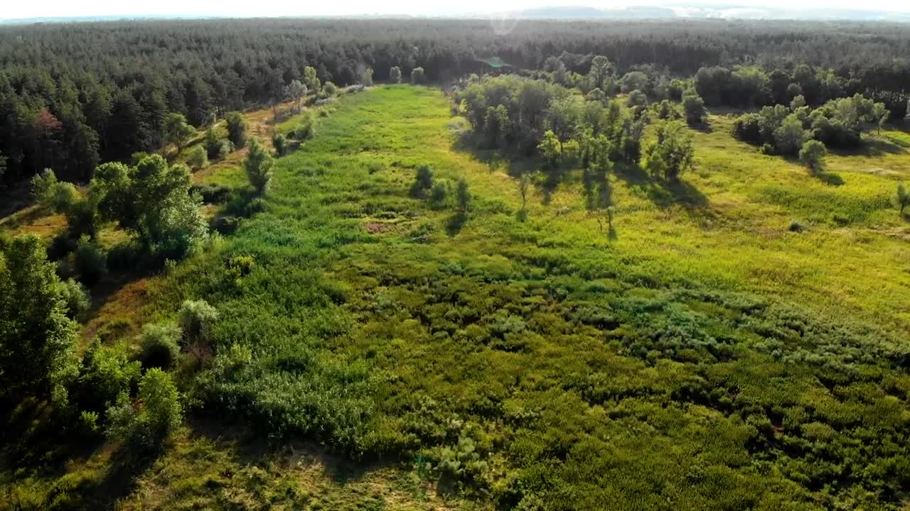 Download Stock Video Flying Over A Clear Space In The Forest Live Wallpaper For PC