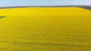 Stock Video Flying Over A Canola Field Live Wallpaper For PC