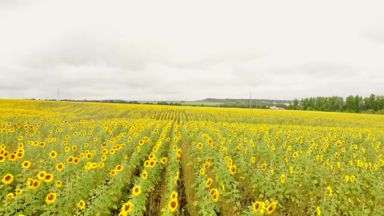 Download Stock Video Flying Low Over A Huge Field Of Sunflowers Live Wallpaper For PC