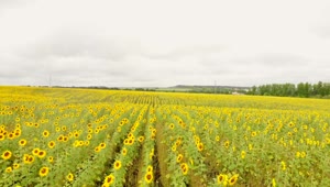 Stock Video Flying Low Over A Huge Field Of Sunflowers Live Wallpaper For PC