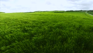 Stock Video Flying Fast Over Grass Live Wallpaper For PC
