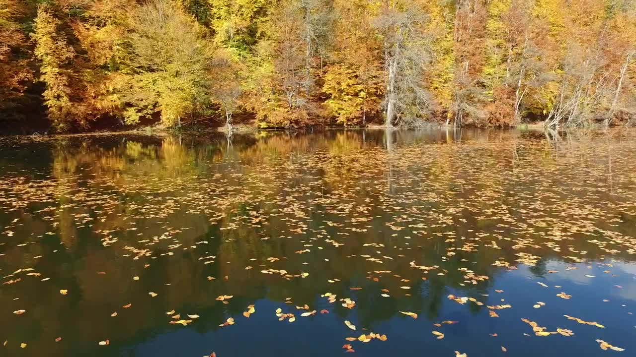 Download Stock Video Flying Above A Lake With Autumn Leaves Live Wallpaper For PC