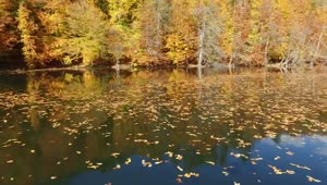 Stock Video Flying Above A Lake With Autumn Leaves Live Wallpaper For PC