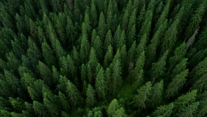 Stock Video Flying Above A Beautiful Pine Forest Live Wallpaper For PC