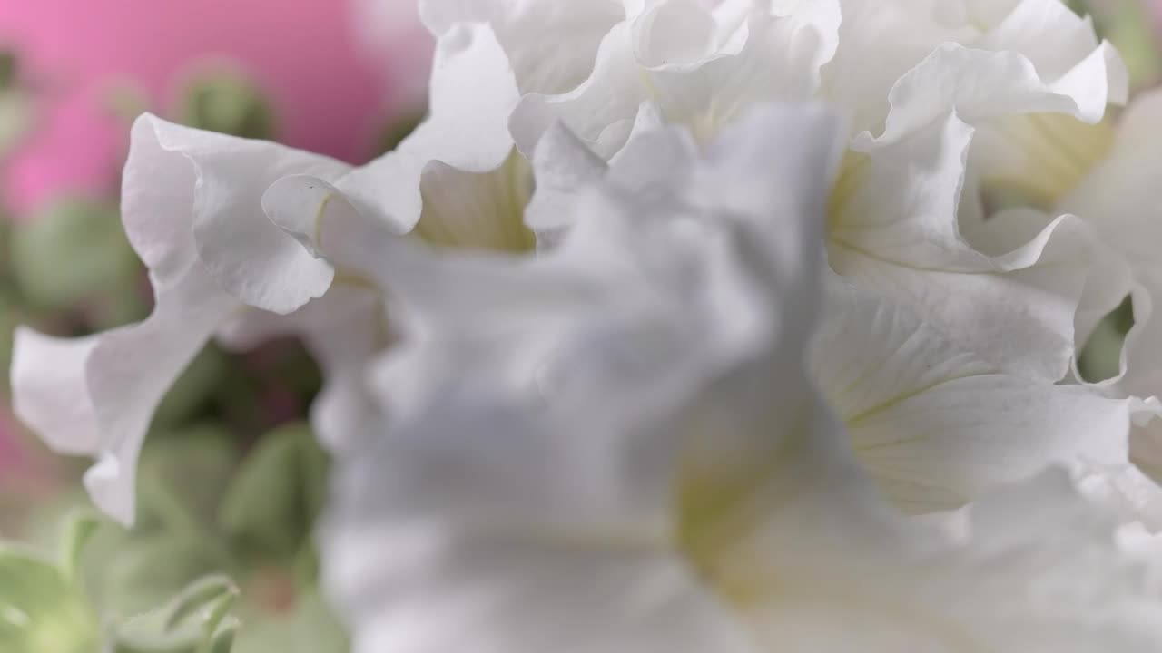 Download Stock Video Flowers With Large White Petals Live Wallpaper For PC