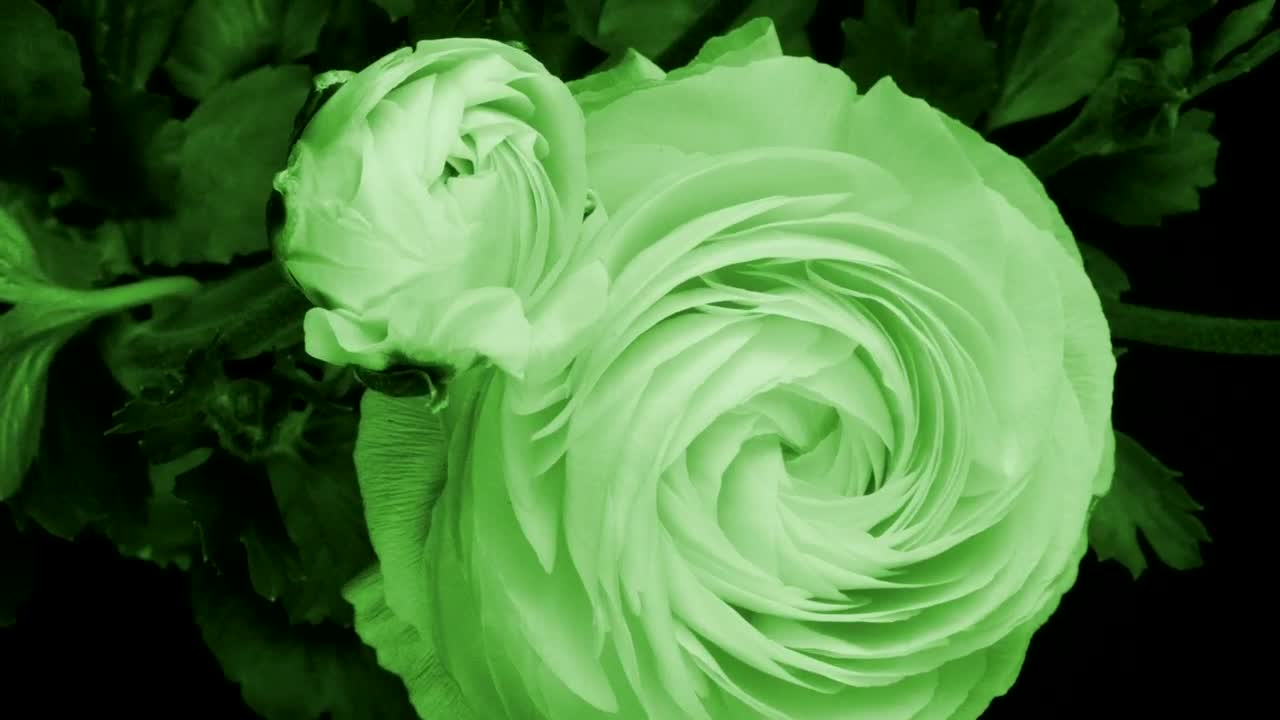 Download Stock Video Flowers Slowly Opening Live Wallpaper For PC