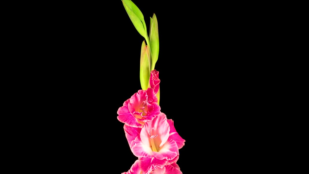 Download Stock Video Flowers Growing On A Stem On A Green Background Live Wallpaper For PC
