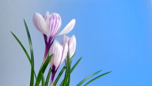 Stock Video Flowers Blooming On Blue Background Live Wallpaper For PC