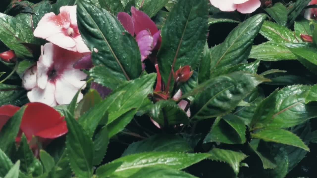 Download Stock Video Flowers And Green Plants Live Wallpaper For PC