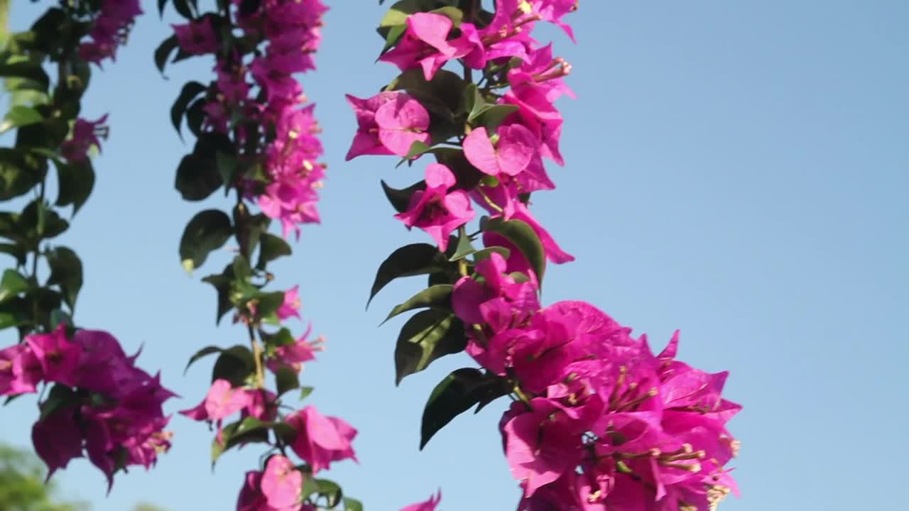 Download Stock Video Flowers Against A Clear Blue Sky Live Wallpaper For PC