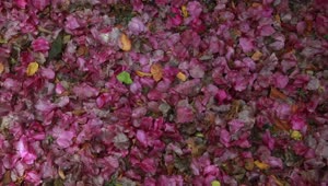 Stock Video Flower Petals Covering The Floor Live Wallpaper For PC