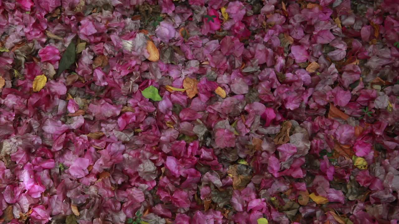 Download Stock Video Flower Petals Covering The Floor Live Wallpaper For PC