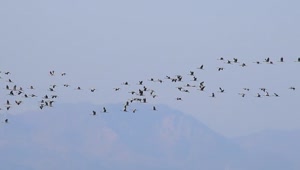 Stock Video Flocks Of Birds Flying In The Sky Live Wallpaper For PC
