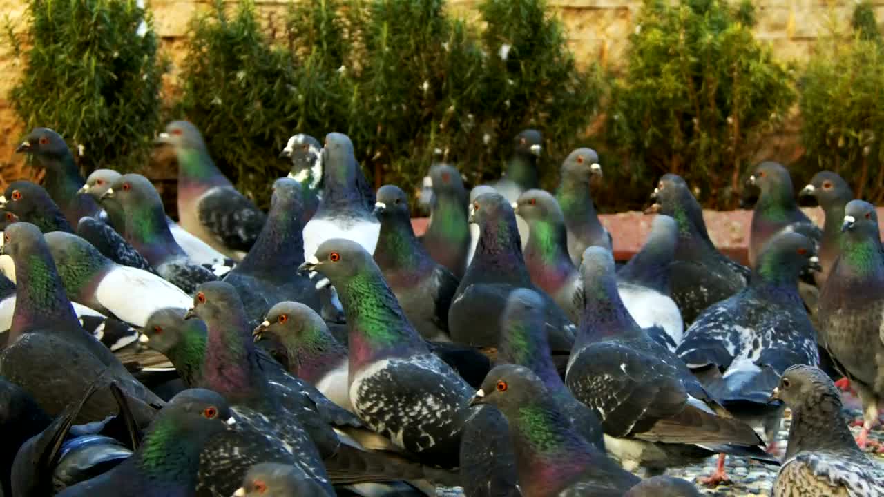 Download Stock Video Flock Of Pigeons On The Street Slow Motion Live Wallpaper For PC