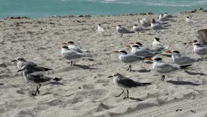 Stock Video Flock Of Birds Standing On The Beach Live Wallpaper For PC