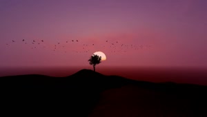 Stock Video Flock Flying Around A Tree During Sunset Live Wallpaper For PC