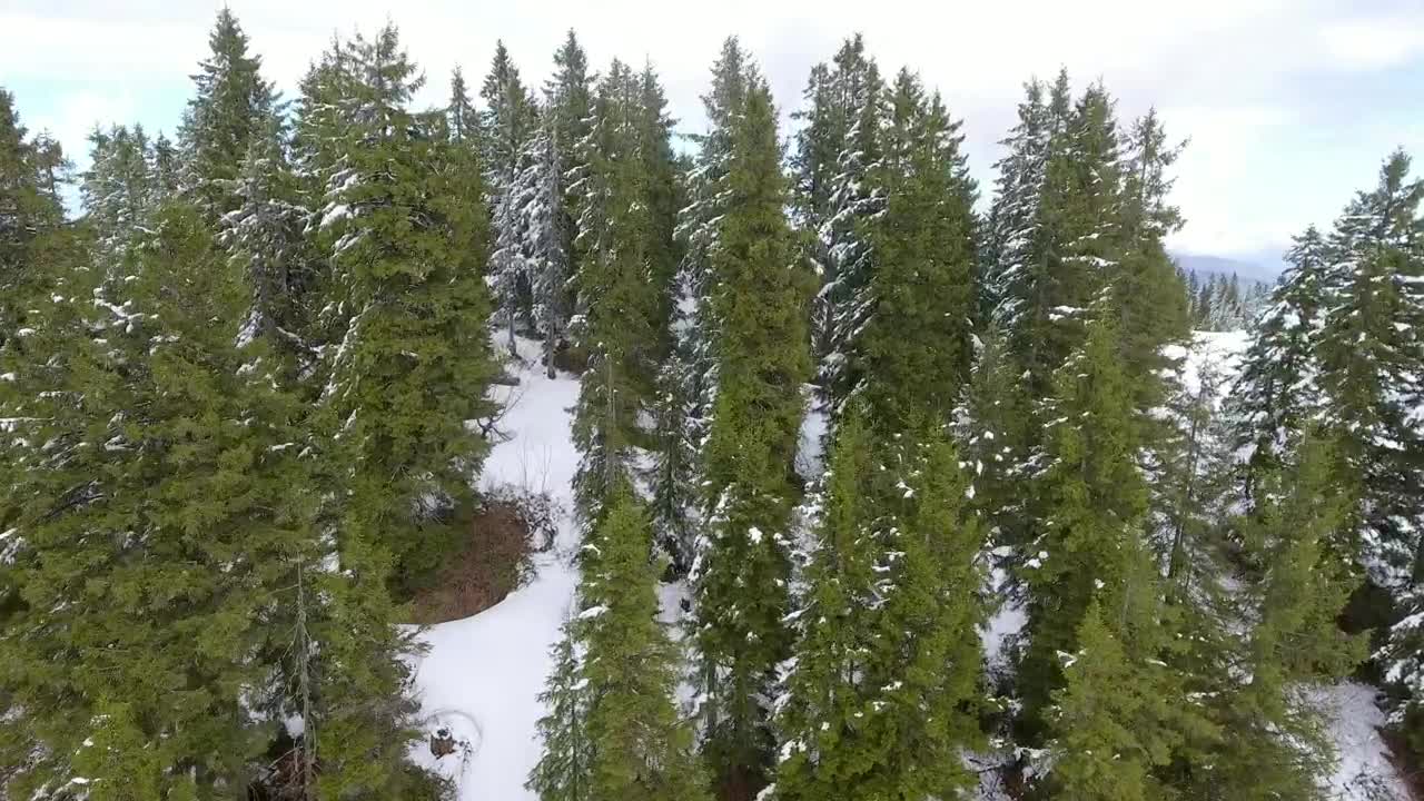 Download Stock Video Flight Above The Snowy Forest Live Wallpaper For PC