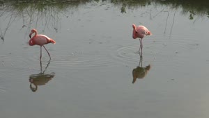 Stock Video Flamingos Walking In The Water Live Wallpaper For PC