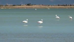 Stock Video Flamingo Birds Walking On The Lake Live Wallpaper For PC