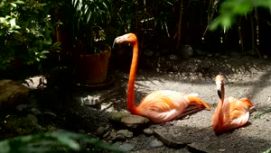 Stock Video Flamingo Resting In The Shade Live Wallpaper For PC