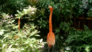 Stock Video Flamingo Bird In A Tropical Garden Live Wallpaper For PC