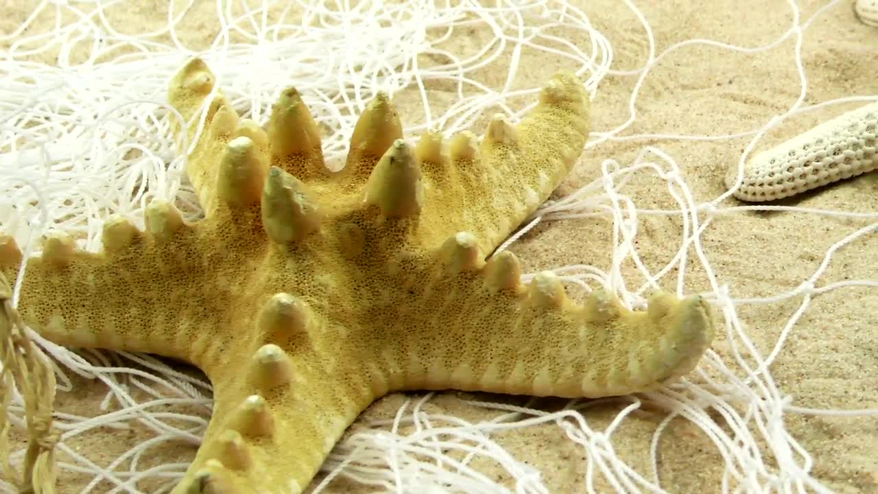 Download Stock Video Fished Starfish On The Sand Live Wallpaper For PC