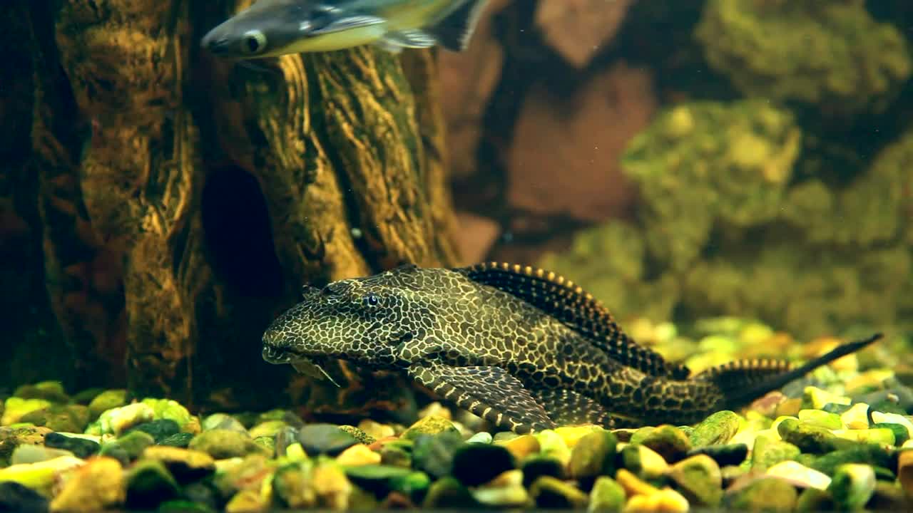 Download Stock Video Fish Underwater Live Wallpaper For PC