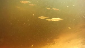 Stock Video Fish Swimming Under Polluted Water Live Wallpaper For PC