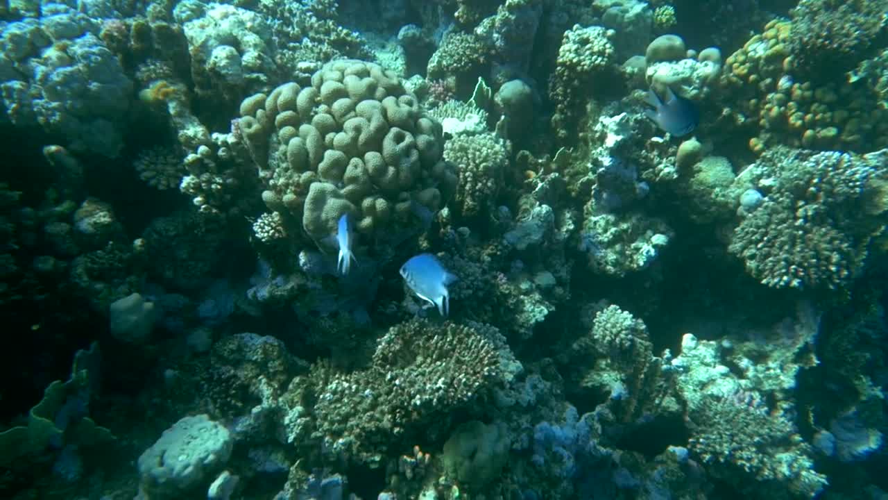 Download Stock Video Fish Swimming Over A Reef Live Wallpaper For PC