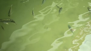 Stock Video Fish Swimming Just Below The Surface Live Wallpaper For PC